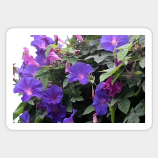 Spring Morning Glories in Blue Sticker